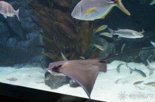 Самый лучший зоопарк - Лоро Парк на Тенерифе