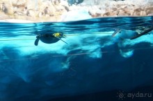 Самый лучший зоопарк - Лоро Парк на Тенерифе