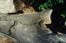 Самый лучший зоопарк - Лоро Парк на Тенерифе