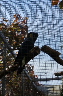 Самый лучший зоопарк - Лоро Парк на Тенерифе