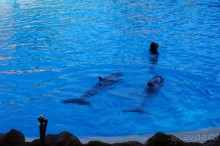 Самый лучший зоопарк - Лоро Парк на Тенерифе