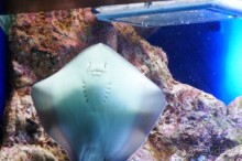 Самый лучший зоопарк - Лоро Парк на Тенерифе