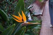 Самый лучший зоопарк - Лоро Парк на Тенерифе