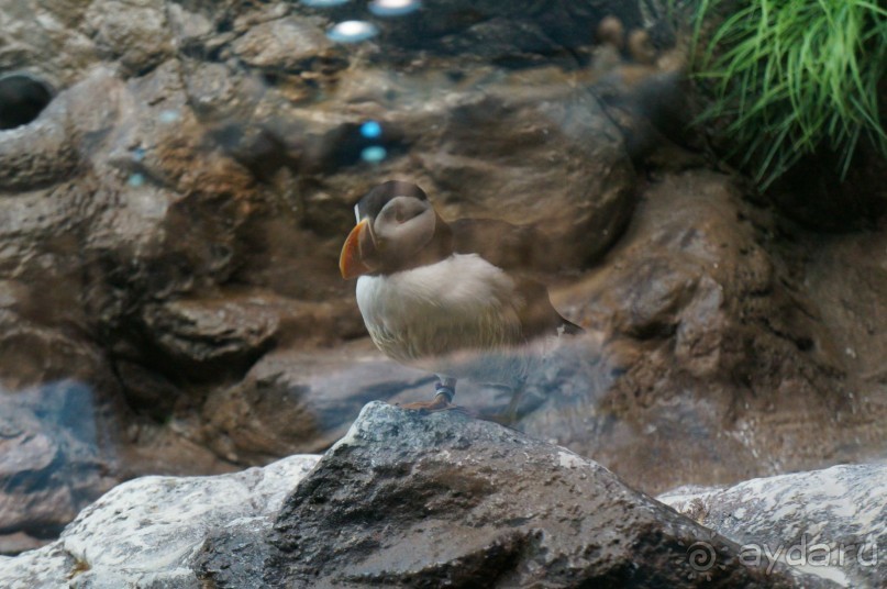 Самый лучший зоопарк - Лоро Парк на Тенерифе