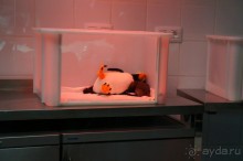 Самый лучший зоопарк - Лоро Парк на Тенерифе