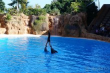 Самый лучший зоопарк - Лоро Парк на Тенерифе