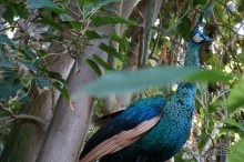 Самый лучший зоопарк - Лоро Парк на Тенерифе