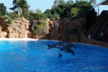 Самый лучший зоопарк - Лоро Парк на Тенерифе