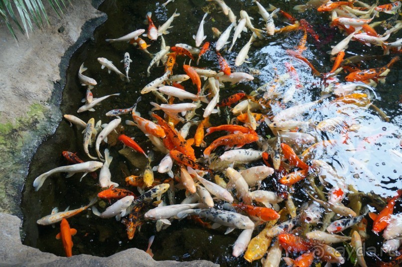 Самый лучший зоопарк - Лоро Парк на Тенерифе