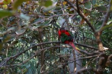 Самый лучший зоопарк - Лоро Парк на Тенерифе