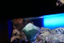 Самый лучший зоопарк - Лоро Парк на Тенерифе