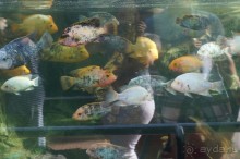 Самый лучший зоопарк - Лоро Парк на Тенерифе