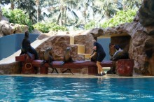 Самый лучший зоопарк - Лоро Парк на Тенерифе