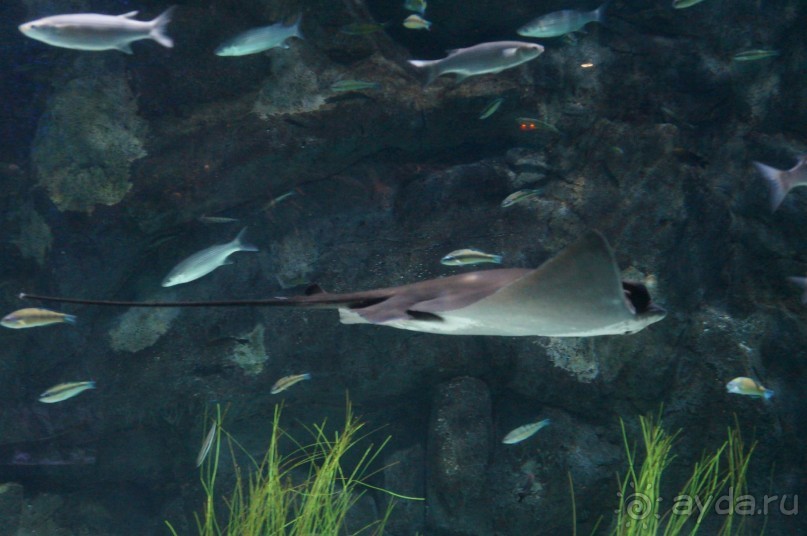 Самый лучший зоопарк - Лоро Парк на Тенерифе