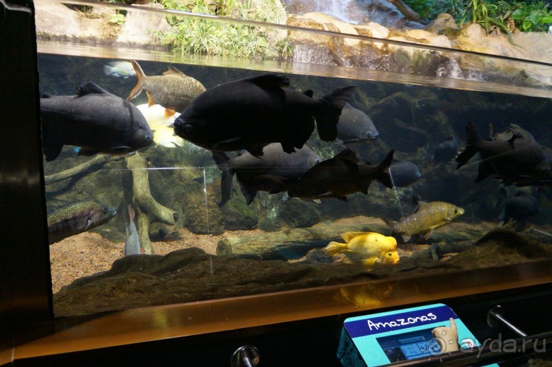 Самый лучший зоопарк - Лоро Парк на Тенерифе