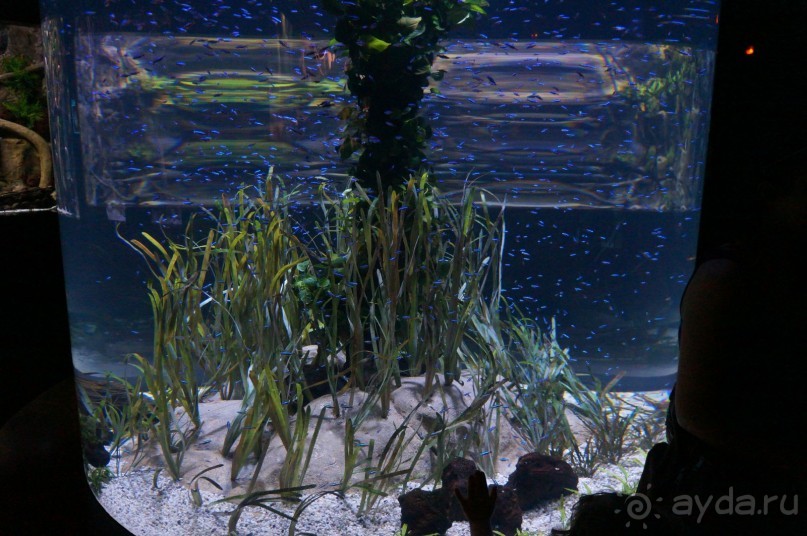 Самый лучший зоопарк - Лоро Парк на Тенерифе