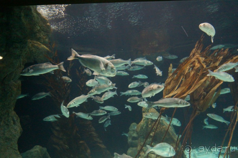 Самый лучший зоопарк - Лоро Парк на Тенерифе