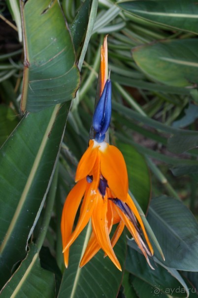 Самый лучший зоопарк - Лоро Парк на Тенерифе