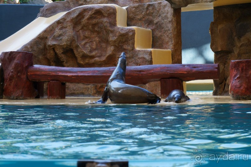 Самый лучший зоопарк - Лоро Парк на Тенерифе