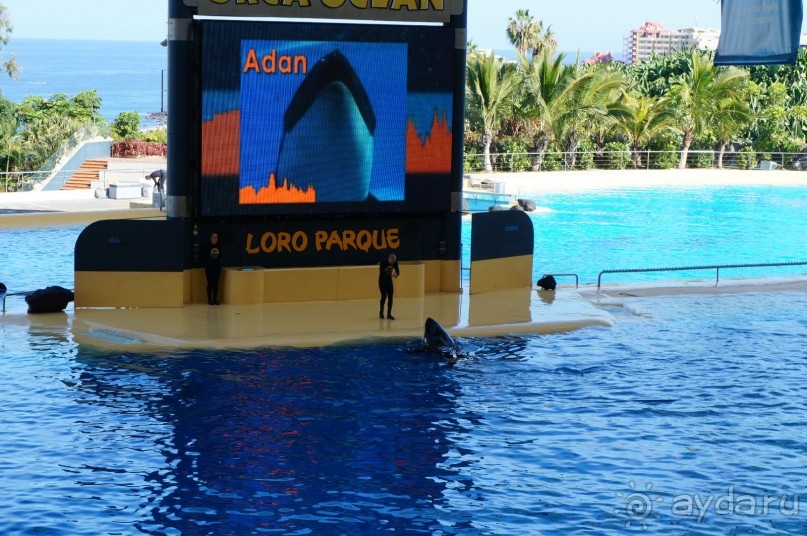 Самый лучший зоопарк - Лоро Парк на Тенерифе