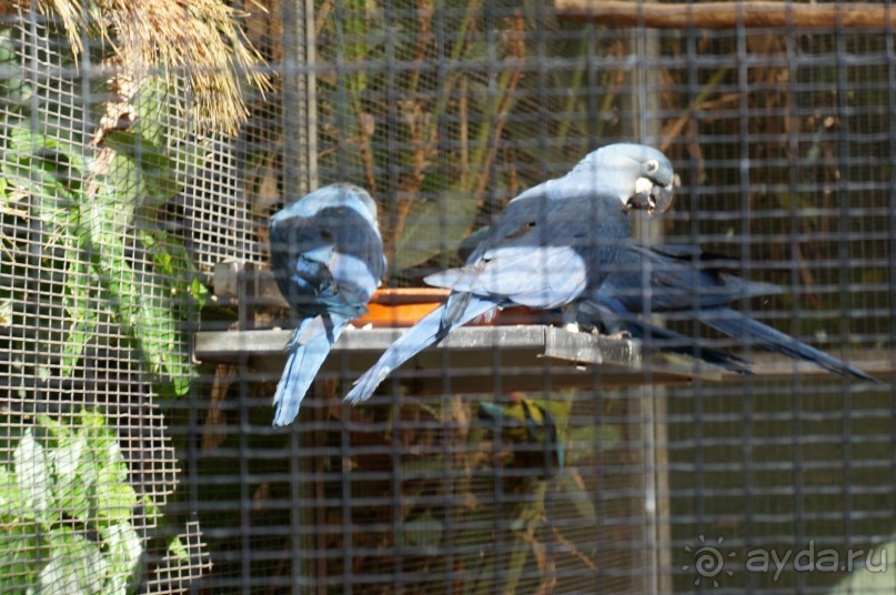 Самый лучший зоопарк - Лоро Парк на Тенерифе Самый лучший зоопарк - Лоро Парк на Тенерифе