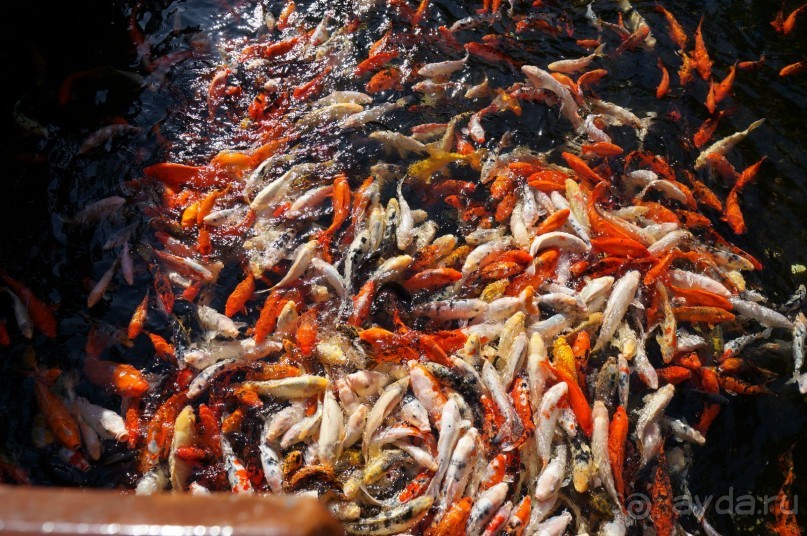 Самый лучший зоопарк - Лоро Парк на Тенерифе