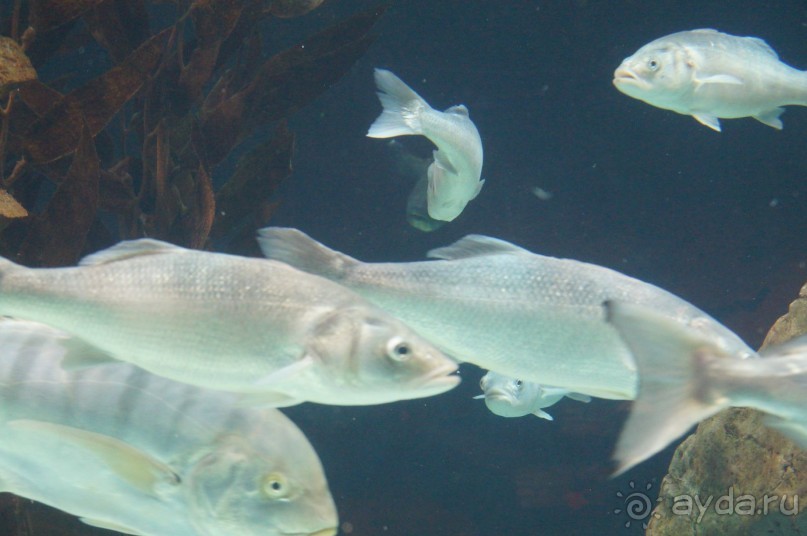 Самый лучший зоопарк - Лоро Парк на Тенерифе