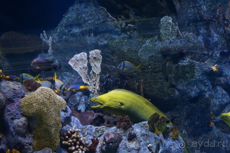 Самый лучший зоопарк - Лоро Парк на Тенерифе