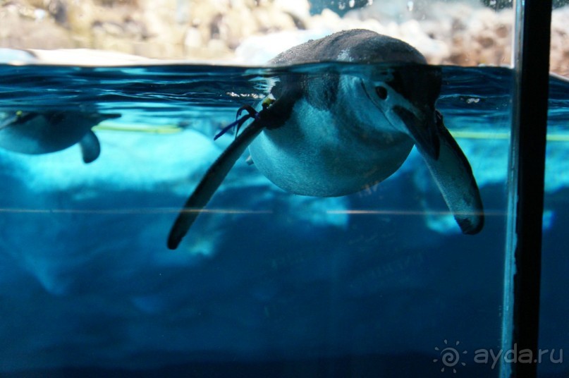 Самый лучший зоопарк - Лоро Парк на Тенерифе