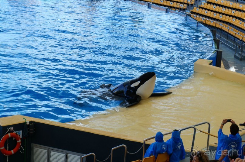 Самый лучший зоопарк - Лоро Парк на Тенерифе