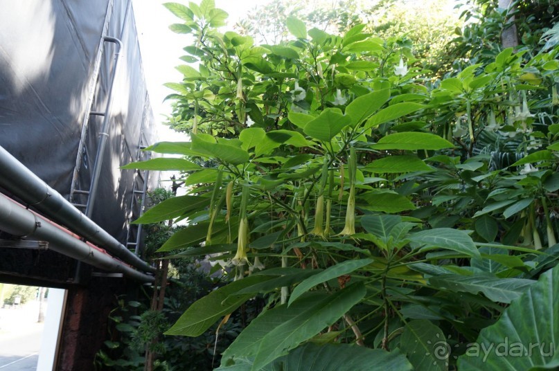 Самый лучший зоопарк - Лоро Парк на Тенерифе