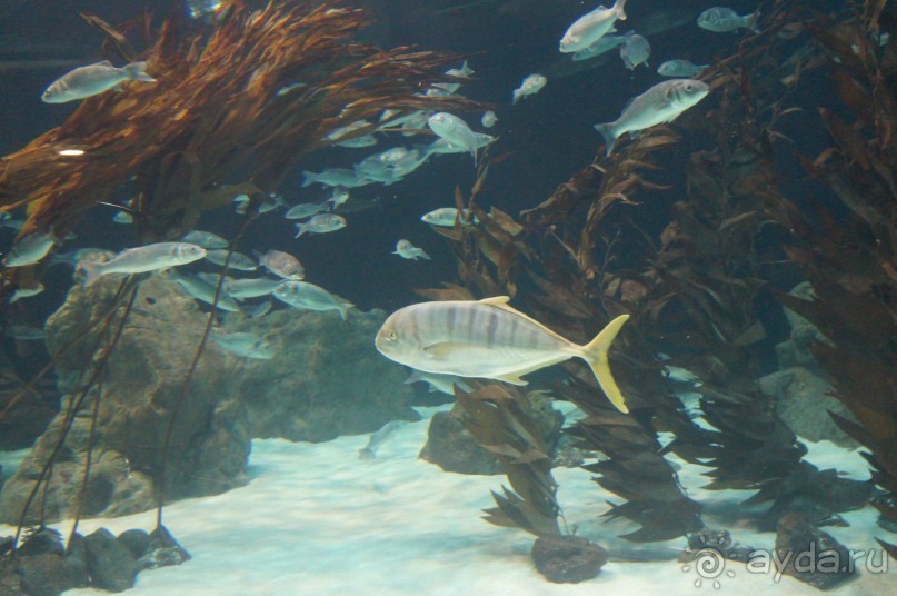 Самый лучший зоопарк - Лоро Парк на Тенерифе
