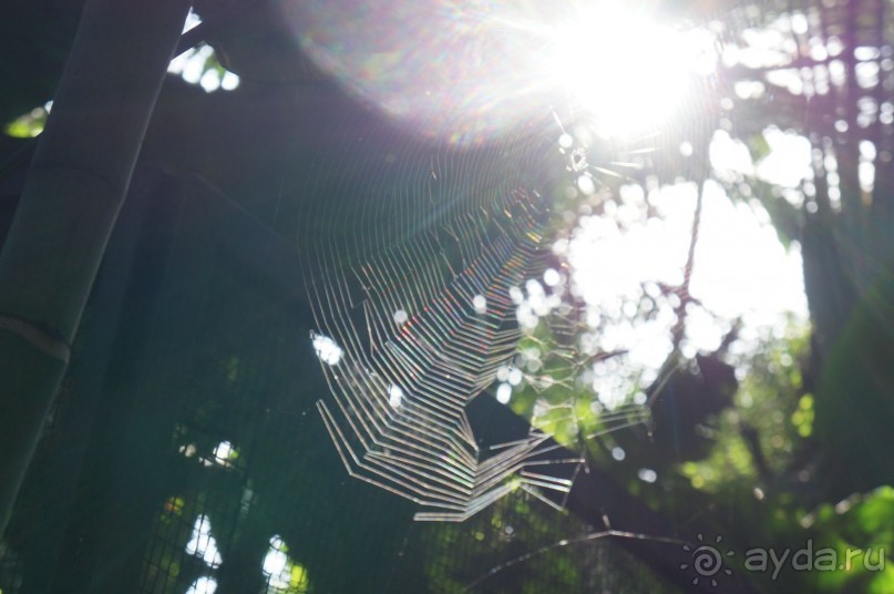 Самый лучший зоопарк - Лоро Парк на Тенерифе
