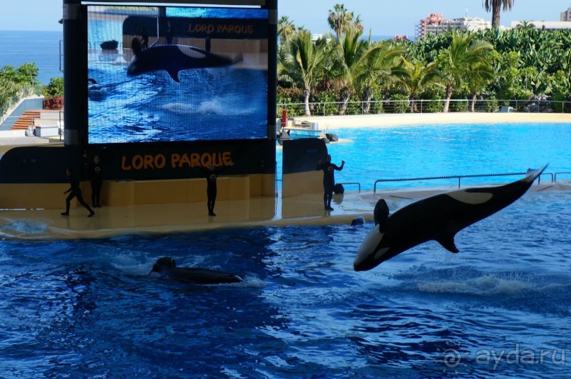 Самый лучший зоопарк - Лоро Парк на Тенерифе
