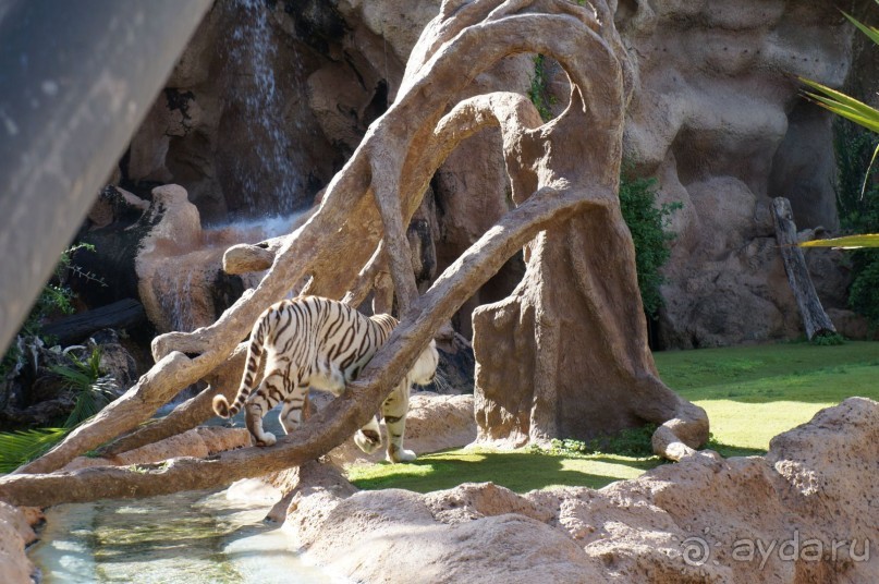 Самый лучший зоопарк - Лоро Парк на Тенерифе