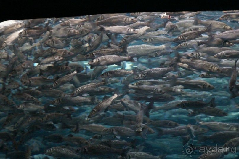 Самый лучший зоопарк - Лоро Парк на Тенерифе