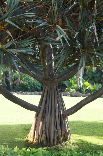 Самый лучший зоопарк - Лоро Парк на Тенерифе