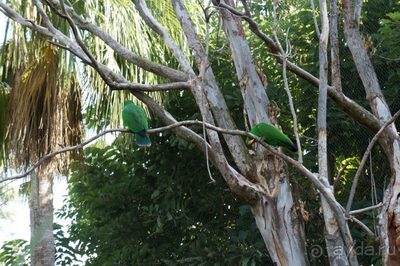 Самый лучший зоопарк - Лоро Парк на Тенерифе