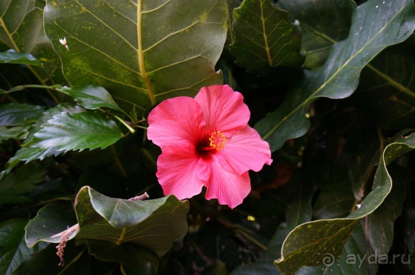 Самый лучший зоопарк - Лоро Парк на Тенерифе