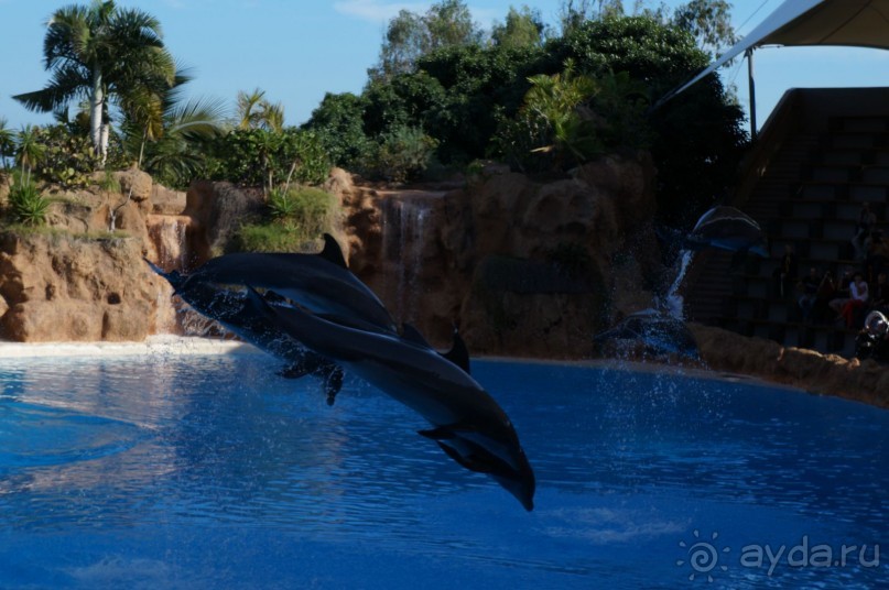 Самый лучший зоопарк - Лоро Парк на Тенерифе