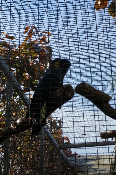 Самый лучший зоопарк - Лоро Парк на Тенерифе