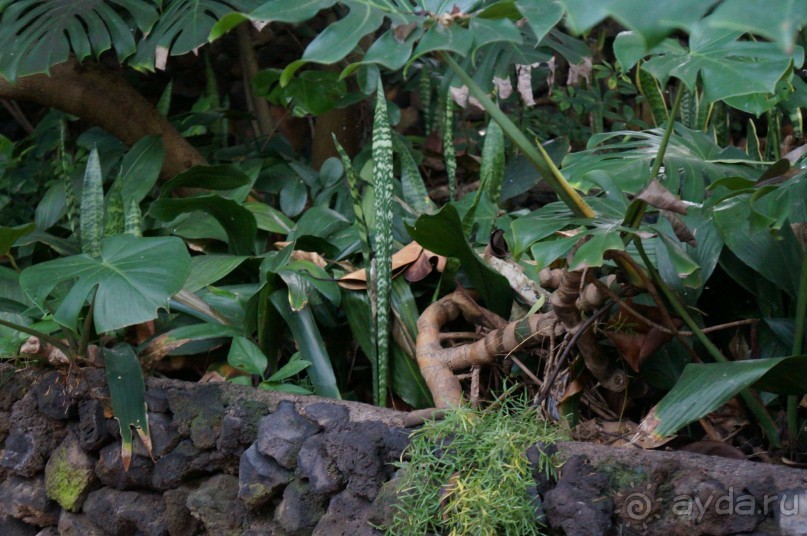 Самый лучший зоопарк - Лоро Парк на Тенерифе