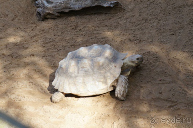 Самый лучший зоопарк - Лоро Парк на Тенерифе