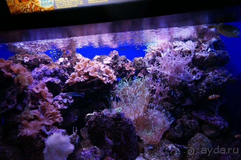 Самый лучший зоопарк - Лоро Парк на Тенерифе