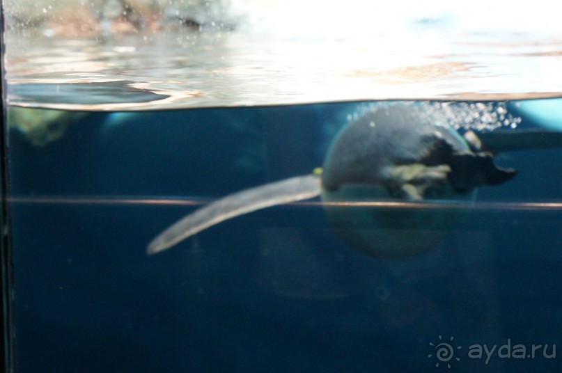 Самый лучший зоопарк - Лоро Парк на Тенерифе