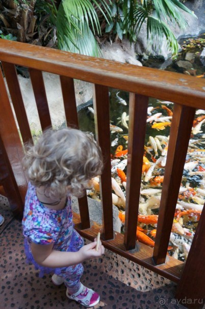 Самый лучший зоопарк - Лоро Парк на Тенерифе