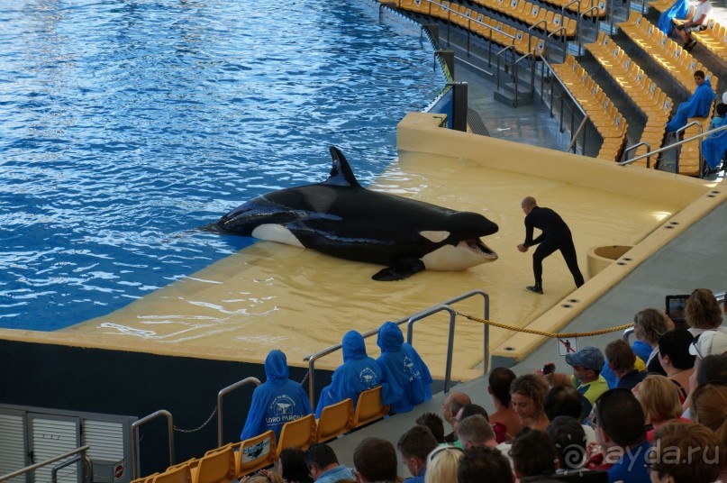 Самый лучший зоопарк - Лоро Парк на Тенерифе