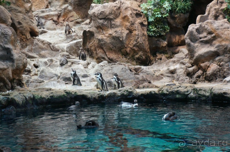 Самый лучший зоопарк - Лоро Парк на Тенерифе