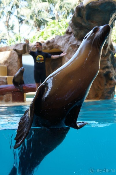 Самый лучший зоопарк - Лоро Парк на Тенерифе