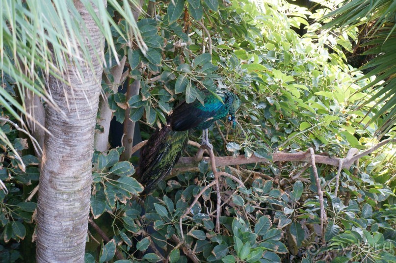 Самый лучший зоопарк - Лоро Парк на Тенерифе